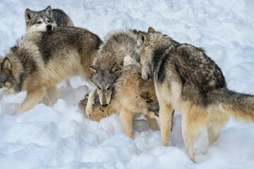 Wall Mural - Grey Wolf (Canis lupus) Pack Piles Together in Greetings Winter