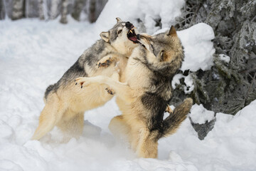 Wall Mural - grey wolf (canis lupus) stands on back legs and snaps at packmate winter