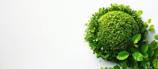 Poster - Green moss ball surrounded by vibrant green leaves on white background with Copy Space for text or design elements