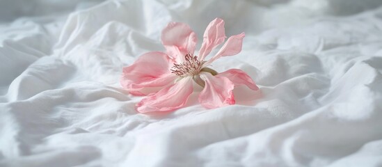 Poster - Delicate pink flower on soft white fabric with natural lighting and Copy Space for text placement.