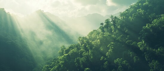 Poster - Misty rainforest landscape with sunlight rays penetrating through dense greenery and hills Copy Space