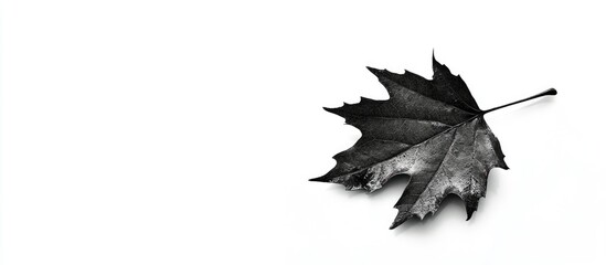 Poster - Black and white photograph of a dry maple leaf on a white background with ample copy space for text