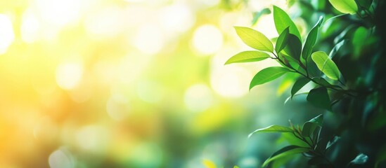 Poster - Green leaves with sunlight background creating a bokeh effect and ample copy space for text placement