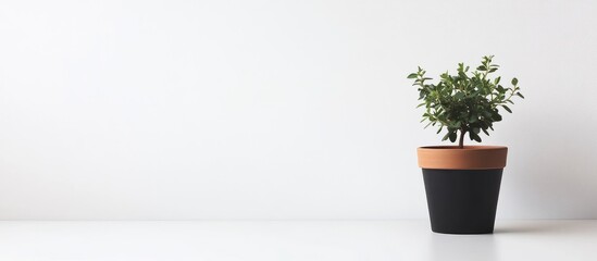Poster - Potted plant on a white surface with copy space for text or design elements