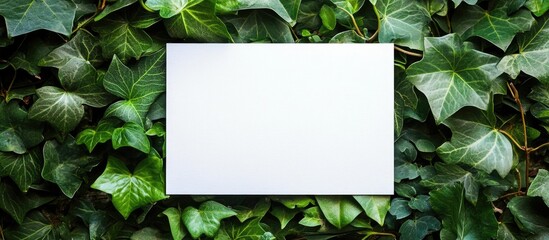 Poster - Blank white canvas surrounded by green ivy leaves with ample copy space for text and design elements