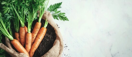 Poster - Freshly harvested carrots with green tops lying in a burlap sack on a light textured background Copy Space