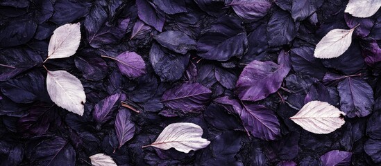 Poster - Vibrant Purple and White Leaves on Dark Background with Copy Space for Text