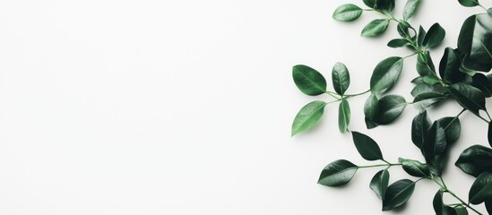 Poster - Green leaves on a white background with ample copy space for text placement. Flat lay composition of plant foliage.