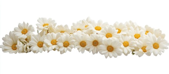 Poster - Daisy flower garland on white background with copy space for text placement