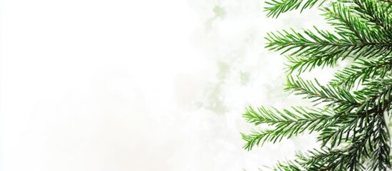 Poster - Green pine branches with blurred background and copy space for text. Natural festive decoration concept.