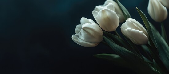 Poster - White tulips in soft focus against a dark background with Copy Space for text placement