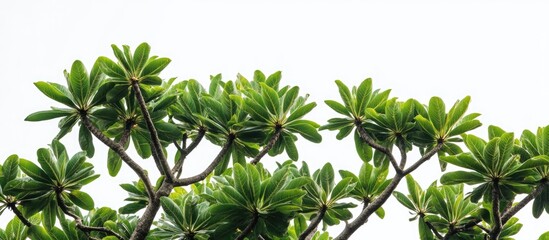 Poster - Lush green tropical leaves on branches against a soft white background with Copy Space for text placement