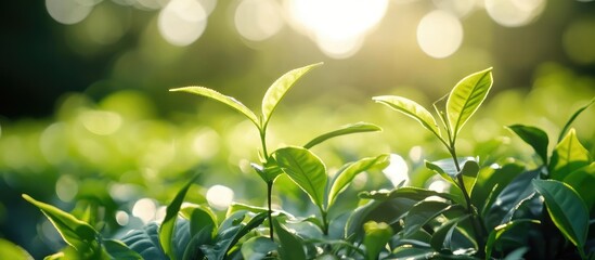Poster - Tea leaves with soft bokeh background and sunlight illuminating the scene Copy Space