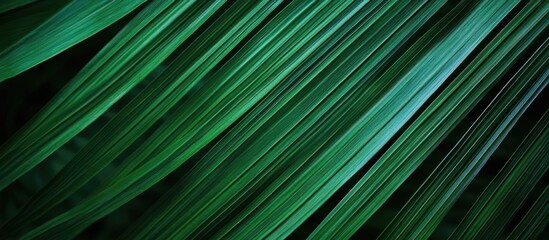 Poster - Abstract close-up of green grass blades with soft lighting and a blurred background, ideal for showcasing natural textures, Copy Space.