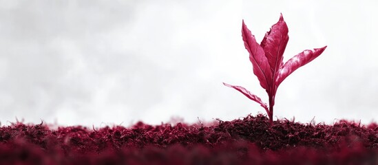 Poster - Red plant sprout growing in dark soil with subtle grey background and Copy Space for text placement