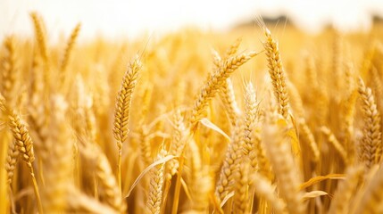 Wall Mural - Golden wheat field with blurred background showcasing nature's bounty and rural serenity during a sunny day in late summer.