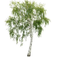 solitary birch tree with a slender white trunk and lush green leaves. set against a plain white back