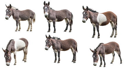Poster - Isolated Donkey Objects on Clear Background Generative AI