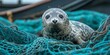 © ArtKom - Curious seal pup explores tangled fishing net on a coastal shore during daytime