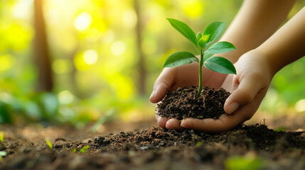 Wall Mural - two hands holding and caring a young green plant