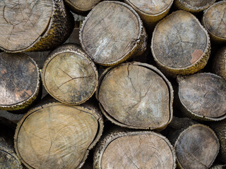 Wall Mural - Old wood stump texture nature for background. Trees that were cut down