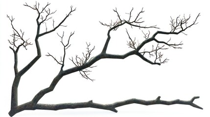 Bare winter tree branch isolated, white background, design element