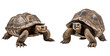 © The Stock Guy - Two turtles walking slowly isolated on white background