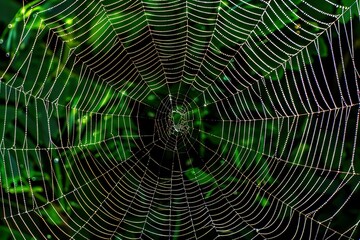 spider web in the morning