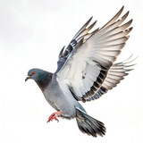 white pigeon isolated on white