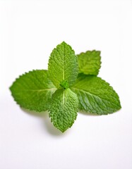 Wall Mural - Fresh mint leaves on white background. Vibrant green sprig of mint.