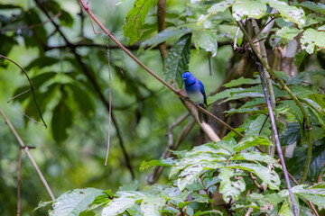 Wall Mural - The Black-naped Monarch in nature