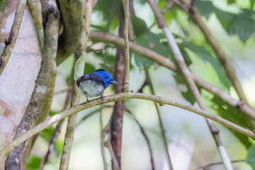 Wall Mural - The Black-naped Monarch in nature