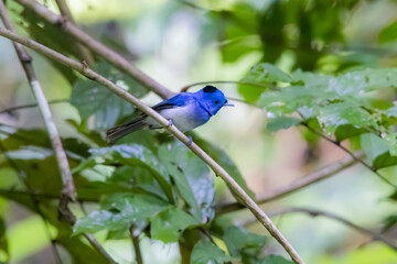 Wall Mural - The Black-naped Monarch in nature