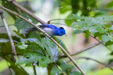 Wall Mural - The Black-naped Monarch in nature