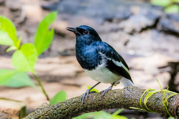 Wall Mural - The Oriental magpie robin on a branch