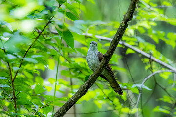 Wall Mural - The Plaintive Cuckoo on a branch in nature