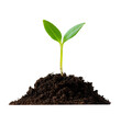 © Photo Find - Seedling emerging from rich soil png isolated on transparent background