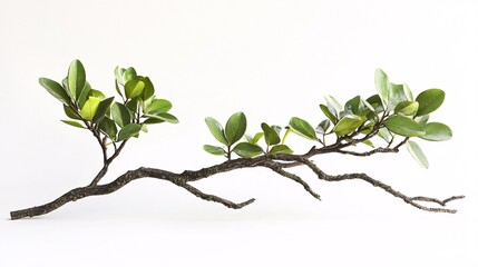 Wall Mural - A vibrant green branch with glossy leaves against a white background.