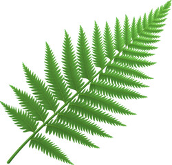 Wall Mural - Lush Green Fern Frond Detailed Close Up Botanical Illustration Nature Plant