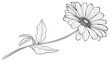 © Екатерина Канунников - A daisy flower with a long stem and leaves, a simple line art drawing, on a white background
