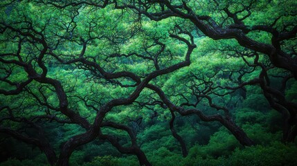 Poster - Lush emerald canopy intertwining branches of ancient trees their leaves a vibrant sundappled green