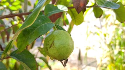 Canvas Print - Close up of green unripe guava fruit ganging on the tree 4k resolution