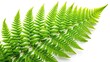 © chaowalit - Isolated Green Fern Leaves - Detailed Close-up