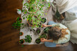 © wifesun - Woman sitting comfortably on the floor of her apartment, repotting houseplants on a white sheet, nurturing her plants and enjoying a relaxing weekend activity in natural light