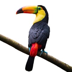 toco toucan. Vibrant toucan displaying colorful plumage tropical forest wildlife photography natural habitat close-up avian beauty.