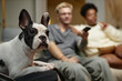 © Seventyfour - Portrait of calm pied French bulldog with cute rounded ears watching TV with owners in background at home, copy space