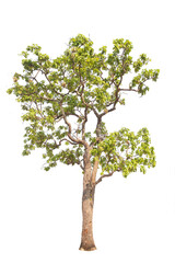 Wall Mural - green tree isolated on transparent background with clipping path, single tree with clipping path and