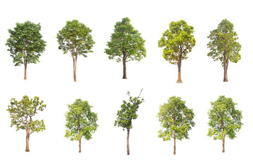 Wall Mural - collection high qaulity tree isolated on transparent background with clipping path, with clipping pa