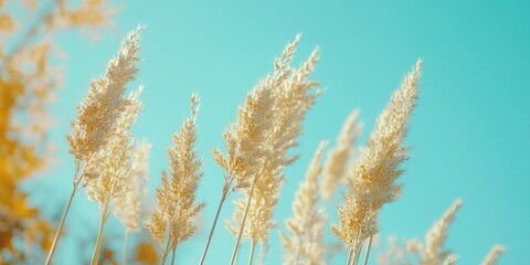  Serene Autumn Field with Yellowed Wheat