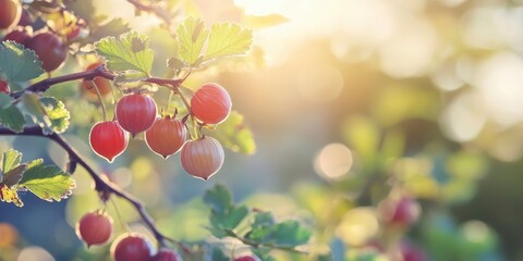 A gooseberry plant with ripe berries hanging on the branch in a garden, blur bright nature background